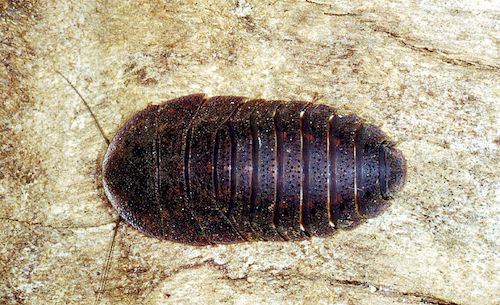 Australian cockroach image courtesy CSIRO